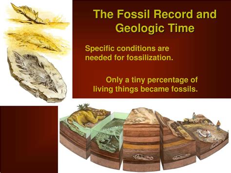 Ppt Paleontology Studying The Fossil Record Powerpoint Presentation