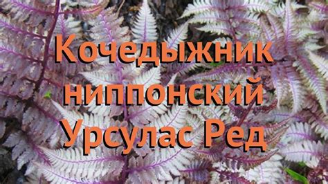 Кочедыжник ниппонский Урсулас Ред (ursulas-red) 🌿 обзор: как сажать ...
