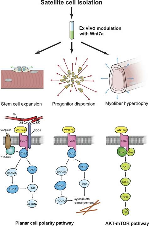 Molecular Mechanisms Of Ex Vivo Wnt7a Modulation Upon Stimulation