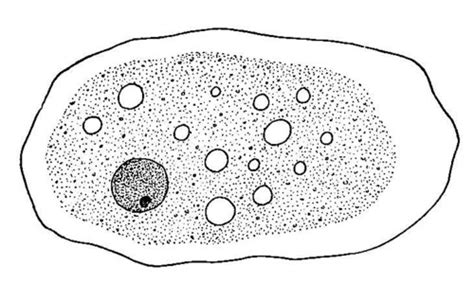 Parasitology Flashcards Quizlet