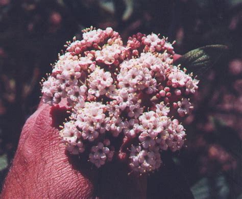 Viburnum rhytidophyllum page