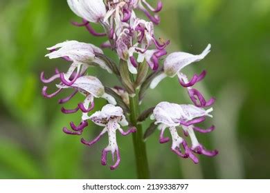 Naked Man Orchid Orchis Italica Close Stock Photo Shutterstock