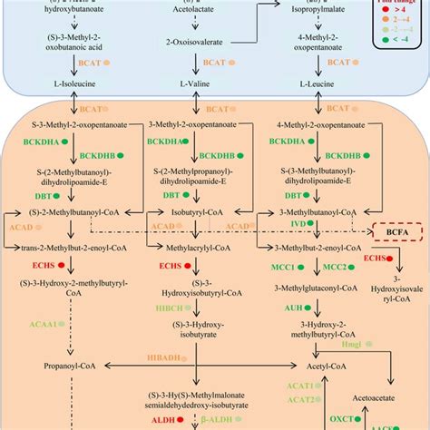 Network Of Metabolic Pathways Of Bcaa Metabolism Of Fungus S