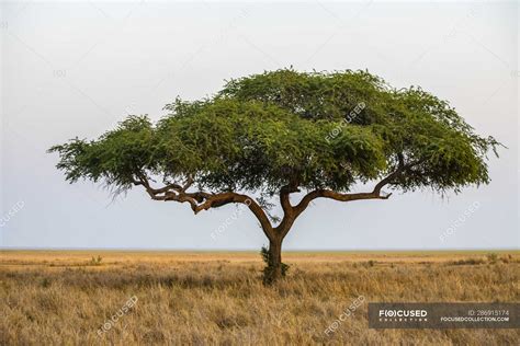 Lonely Acacia Tree On The Edge Of The Katavi Plain In Katavi National