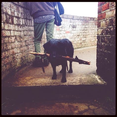 Premium Photo Black Dog Holding Wood In Mouth On Walkway