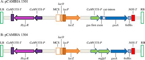 Figure 1 From Application Of Sonication And Vacuum Infiltration