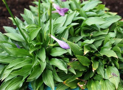 Greenie Weenie Bikini Hosta Inch Container Shopic