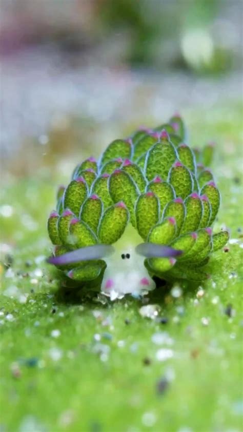 Meet The Leaf Sheep 🍃🐑 The Leaf Sheep Costasiella Kuroshimae Is A