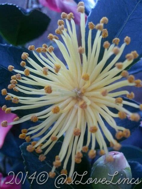 Camellia Yuletide Just As Beautiful Without Her Petals Winter