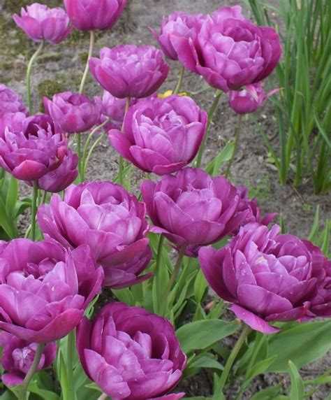 Tulip Blue Spectacle Peony Flowering Tulips Tulips Flower Bulbs Index Bulb Flowers