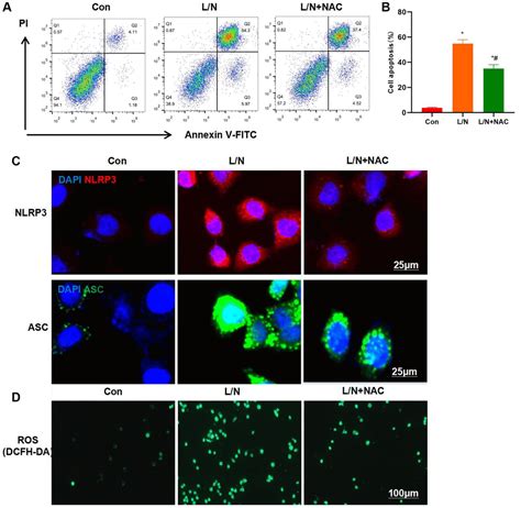 Nox Promotes Kupffer Cell Inflammatory Response Via Ros Nlrp To