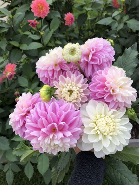 Fluffles Dahlia From Swan Island Perrenials Dads Favorite Planting