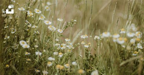 A field full of tall grass and wild flowers photo – Free Daisy Image on ...