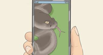 How To Sex A Corn Snake A Step By Step Guide