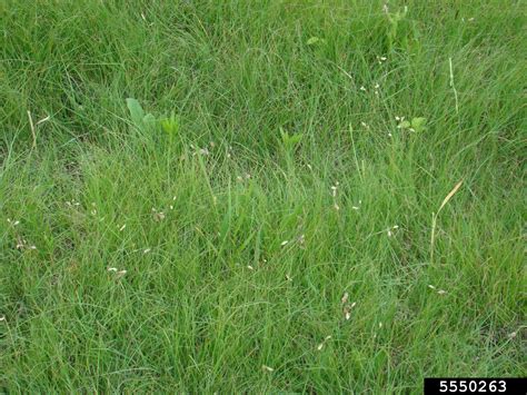 Buffalograss Buchloe Dactyloides