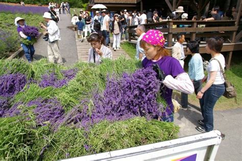 Lavender Season in Hokkaido 2019 | Visit Furano and Biei | Kyuhoshi