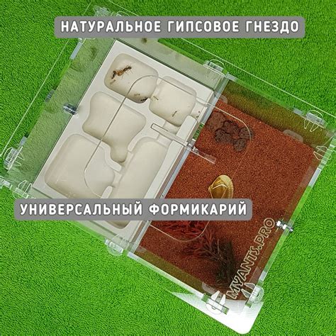 Муравьи Матка Жнецы купить на OZON по низкой цене