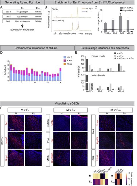 A Functional Cellular Framework For Sex And Estrous Cycle Dependent Gene Expression And Behavior