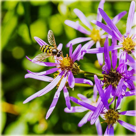 Flickr: The Washington State Wildflowers Pool