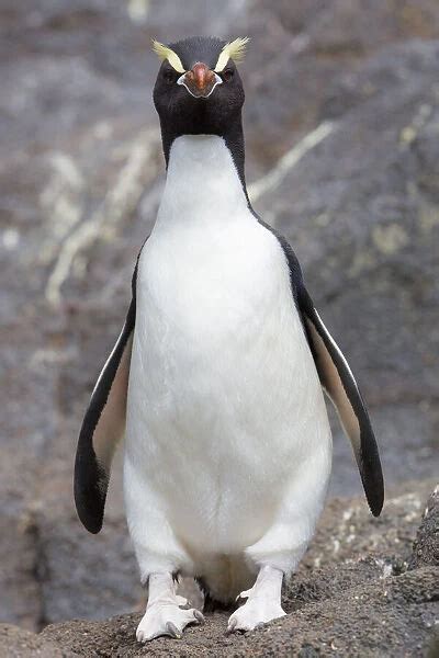 Erect Crested Penguin Eudyptes Sclateri Our Beautiful Pictures Are