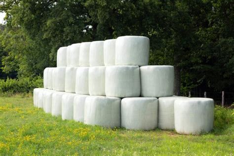 What Is Silage Cornsilage Cornext Corn Silage In India