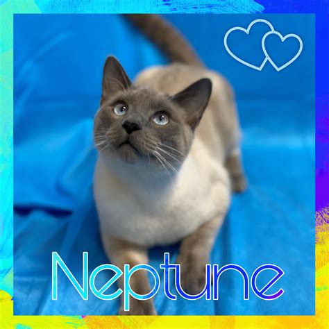 royse city animal shelter 5