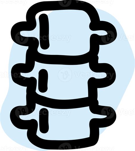 Anatomia Da Coluna Vertebral Humana Png