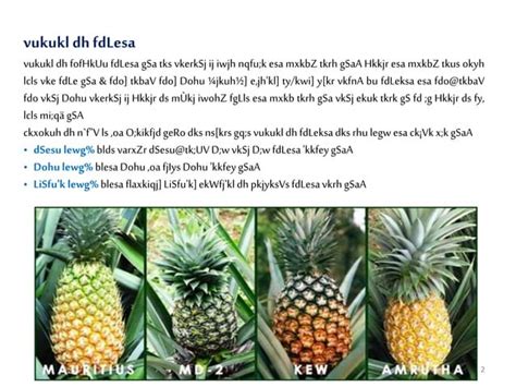 Pineapple varieties, propagation and plantation | PPT