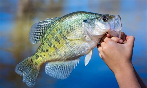 Louisiana State Freshwater Fish