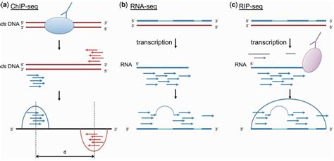 Simplified Biological Principles Of A Chip Seq B Rna Seq And C