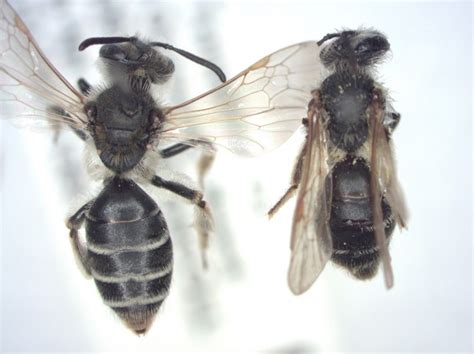 Ground-nesting bees on farms lack food, grow smaller | Cornell Chronicle