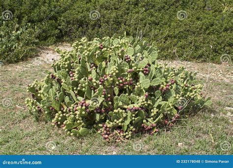 Opuntia Stricta Plant Close Up Stock Photo - Image of nopal, opuntia ...