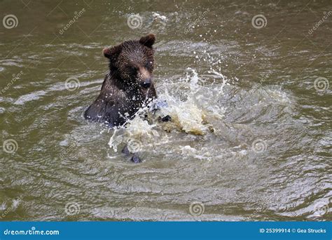 Playing Brown Bear Stock Photo Image Of Grizzly Predator 25399914