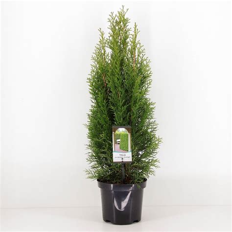 Thuja Occidentalis Smaragd Plant Wholesale FlorAccess