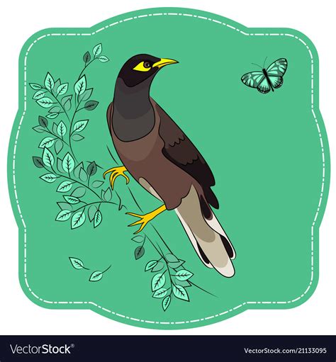 Maina Bird Clipart Cartoon