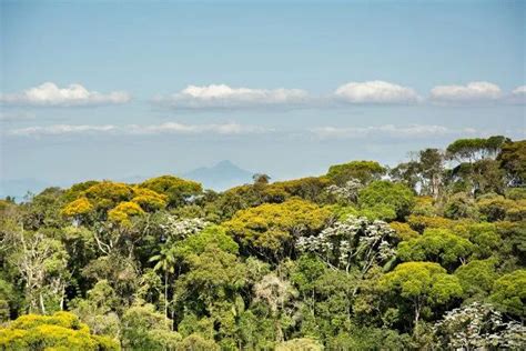 Bioma Mata Atlantica Fauna - Mata Atlântica: características, fauna, flora | Imagens da mata ...
