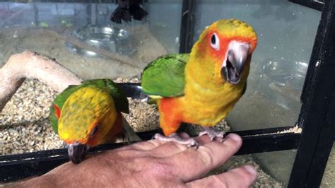 Sun Conures Hand Reared Baby Youtube