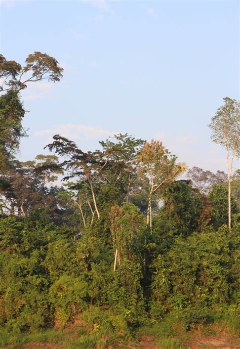 A Section Of The Amazon Rainforest Showing The Shrub Layer Under