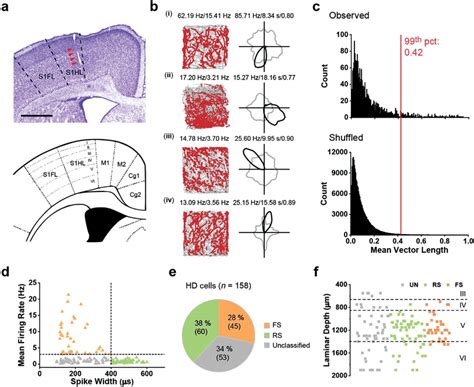 Both Regular‐spiking Rs And Fast‐spiking Fs Cells Are Tuned To Head