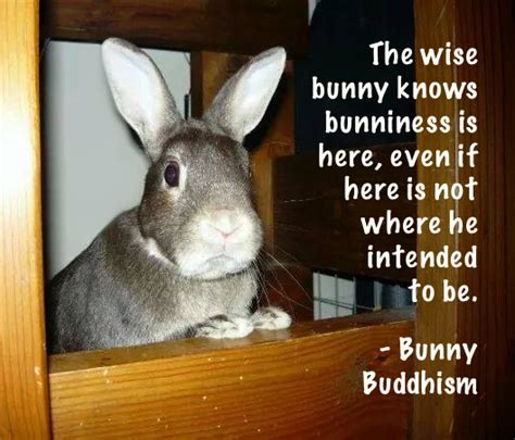 Bipolar Bunny Bunny Buddhism