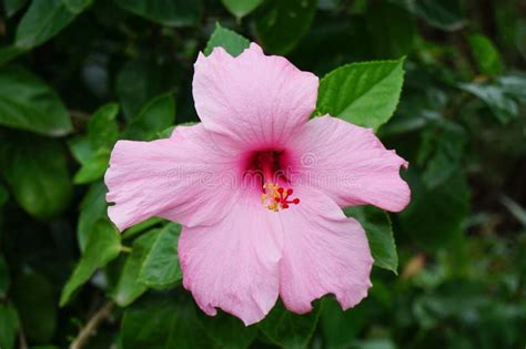 Flor Rosada Del Syriacus Del Hibisco Foto De Archivo Imagen De Verde