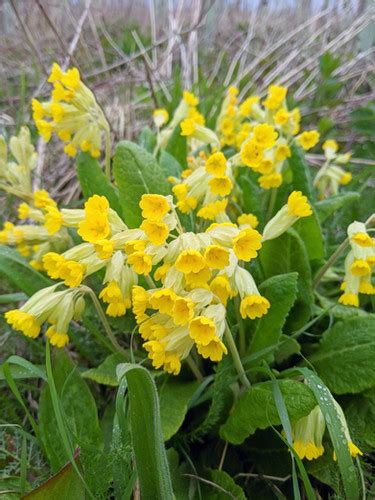 Cowslip Seeds | Forest of Flowers