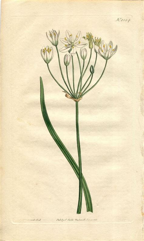 1813年 Curtis Botanical Magazine No 1524 ヒガンバナ科 ハタケニラ属 ALLIUM STRIATUM