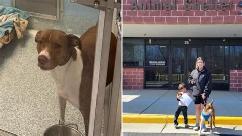 Cucciolo Di Cane Si Prende Cura Di Una Cerva Per Giorni