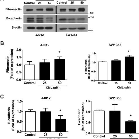 Activation Of Ragenf κb Signaling And Inhibition Of Akt Signaling In