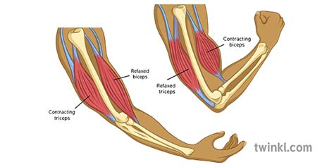 Antagonistic Muscles Labelled - Twinkl