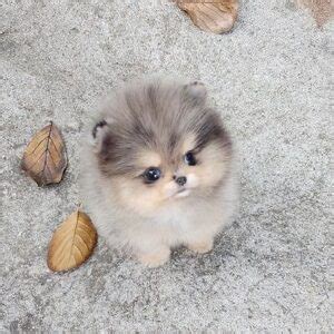 Pomeranian - TEACUP PUPPIES FOR ADOPTION