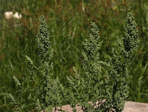 Flora of Zambia: Species information: individual images: Chenopodium album