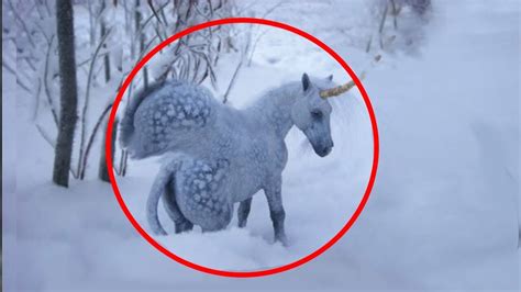 Pictures Of Real Life Unicorns