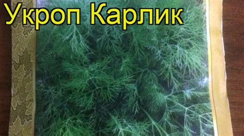 Укроп Карлик (Укроп). Краткий обзор: Укроп Карлик описание ...